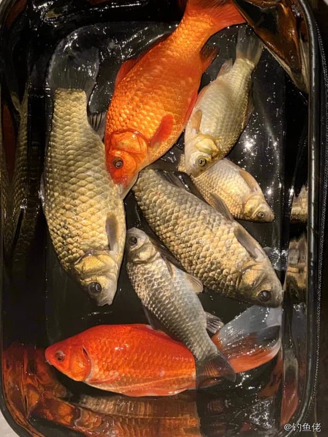 鲫鱼钓获 0.45kg