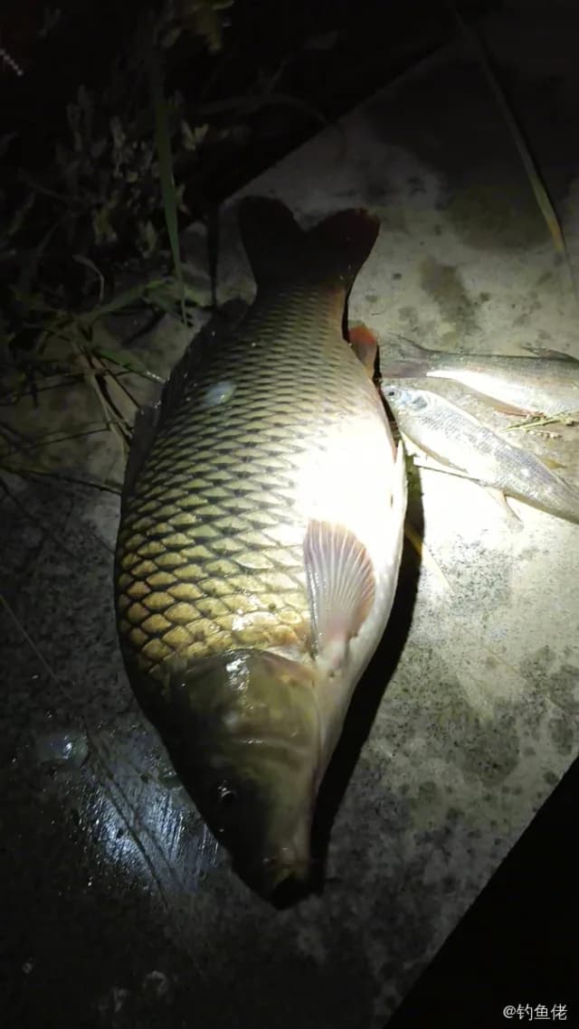 鲤鱼钓获 2.6kg