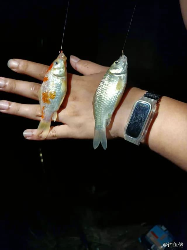 锦鲤钓获 4kg