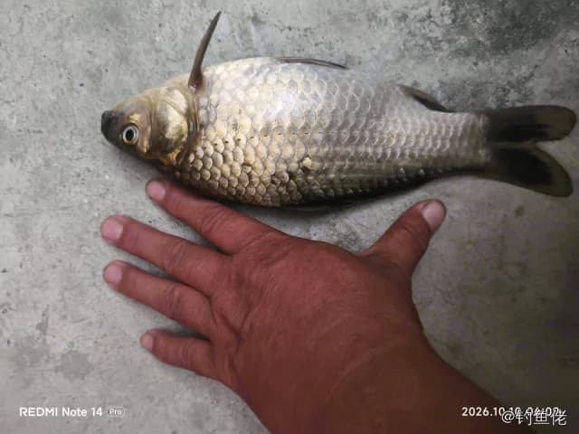 鲫鱼钓获 0.5kg