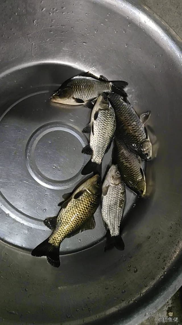 鲫鱼钓获 0.5kg