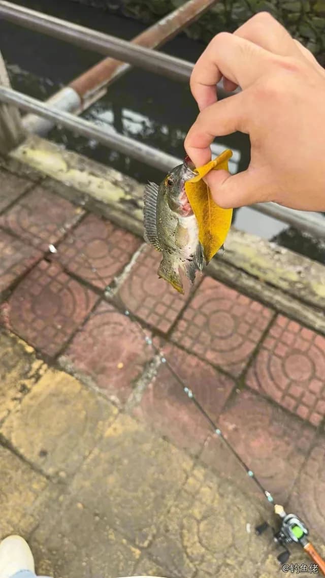 尼罗非鲫钓获 1.5kg