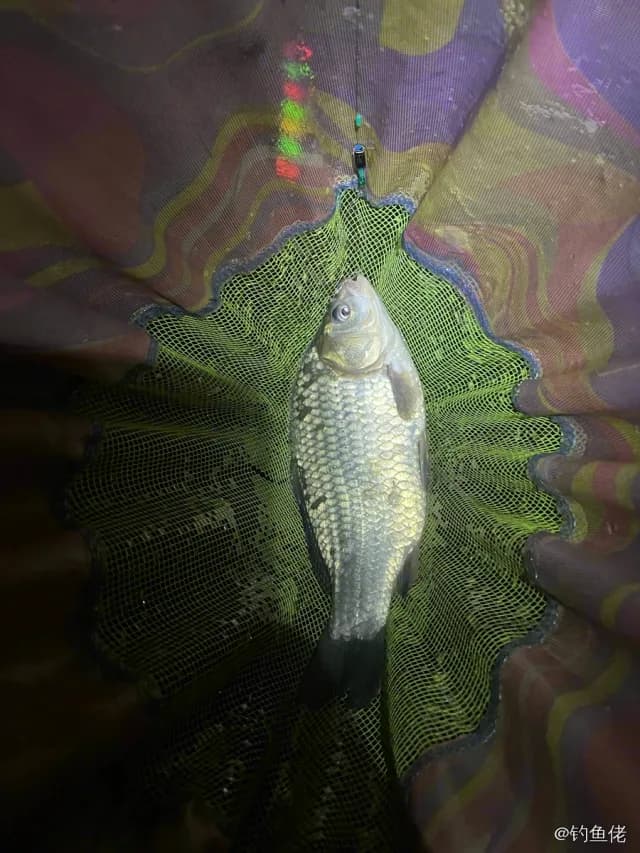鲫鱼钓获 0.45kg