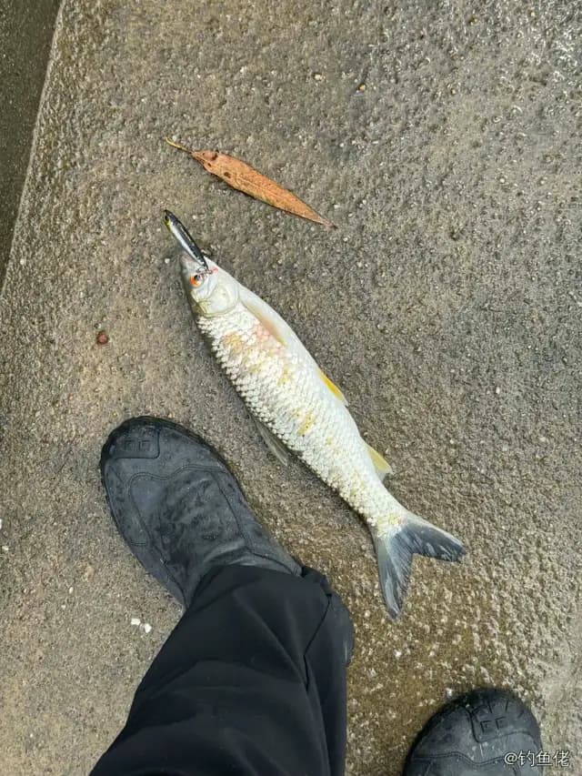 赤眼鳟钓获 0.5kg