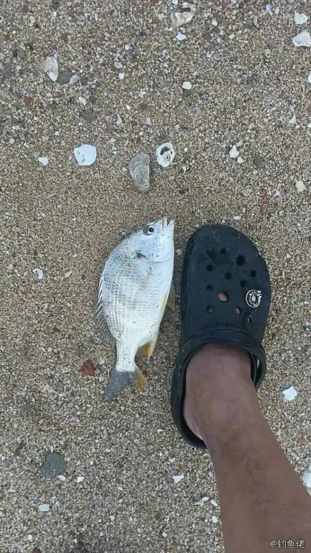 黄鳍棘鲷钓获 0.15kg