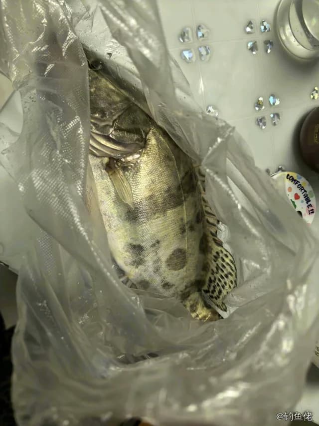 鳜鱼钓获 1kg