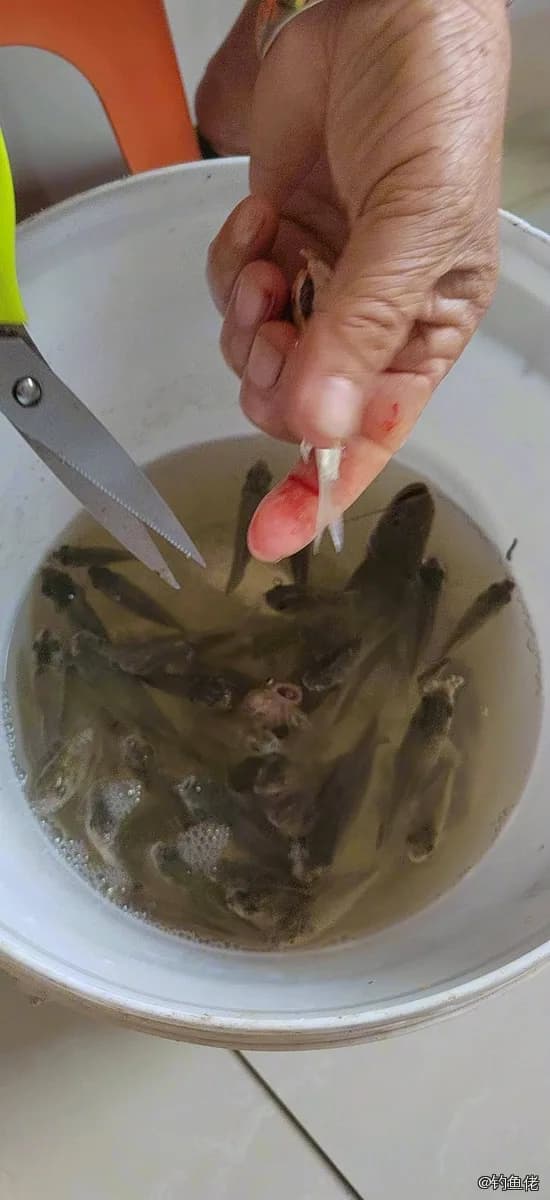鲫鱼钓获 1kg