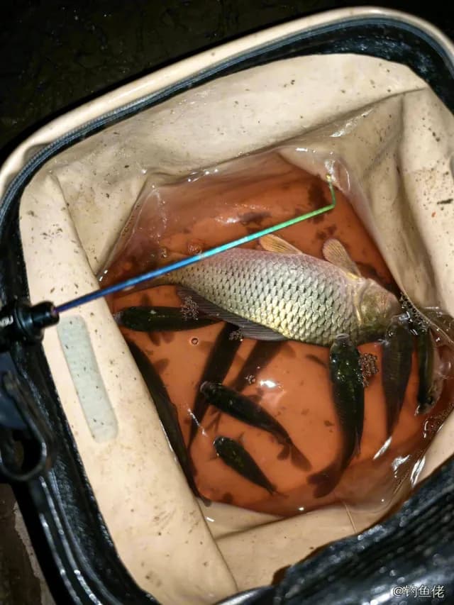 鲤鱼钓获 0.9kg