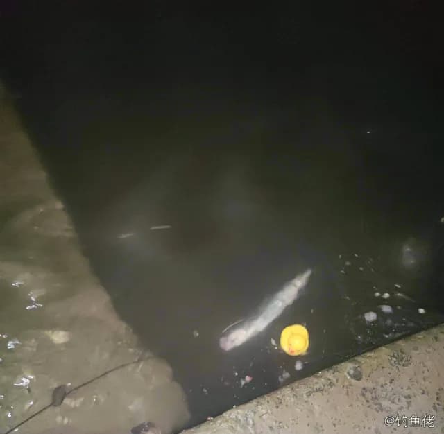 翘嘴鲌钓获 0.5kg