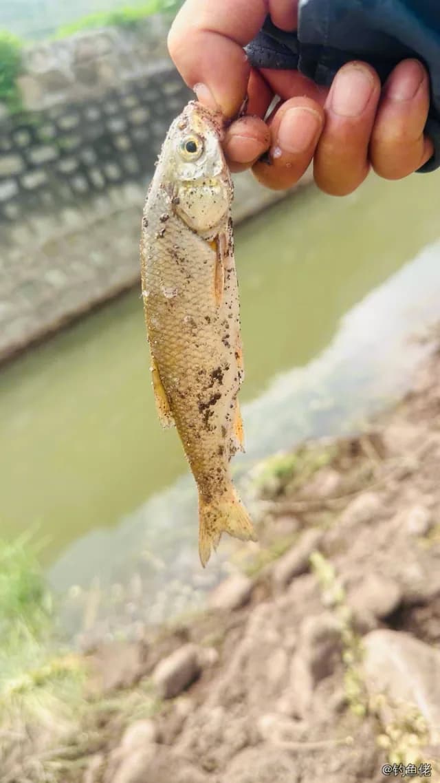 瓦氏雅罗鱼钓获 0.1kg