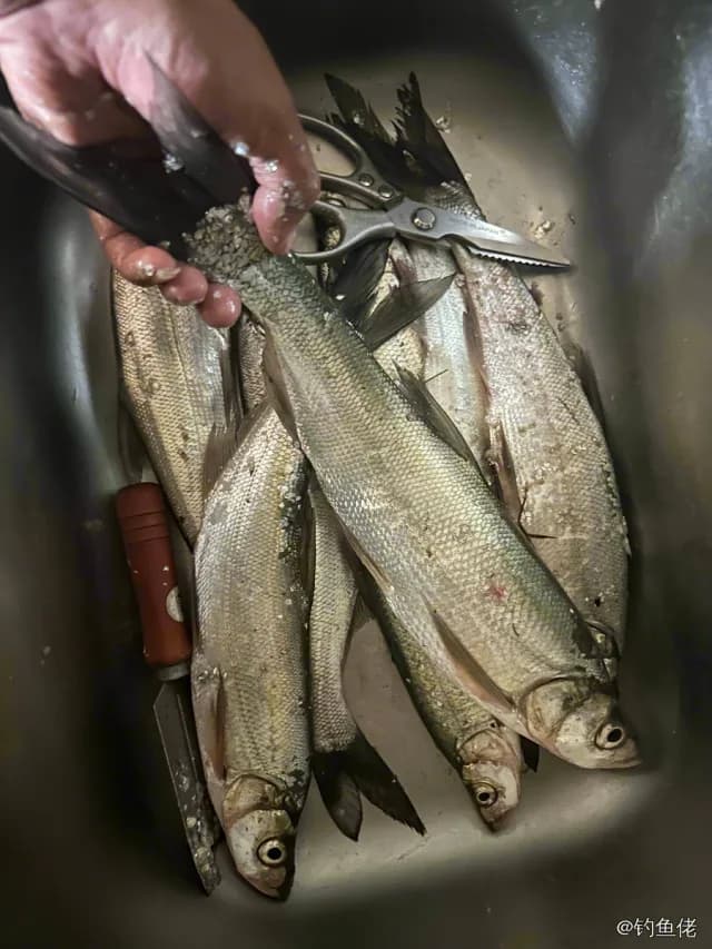 翘嘴鲌钓获 1.4kg