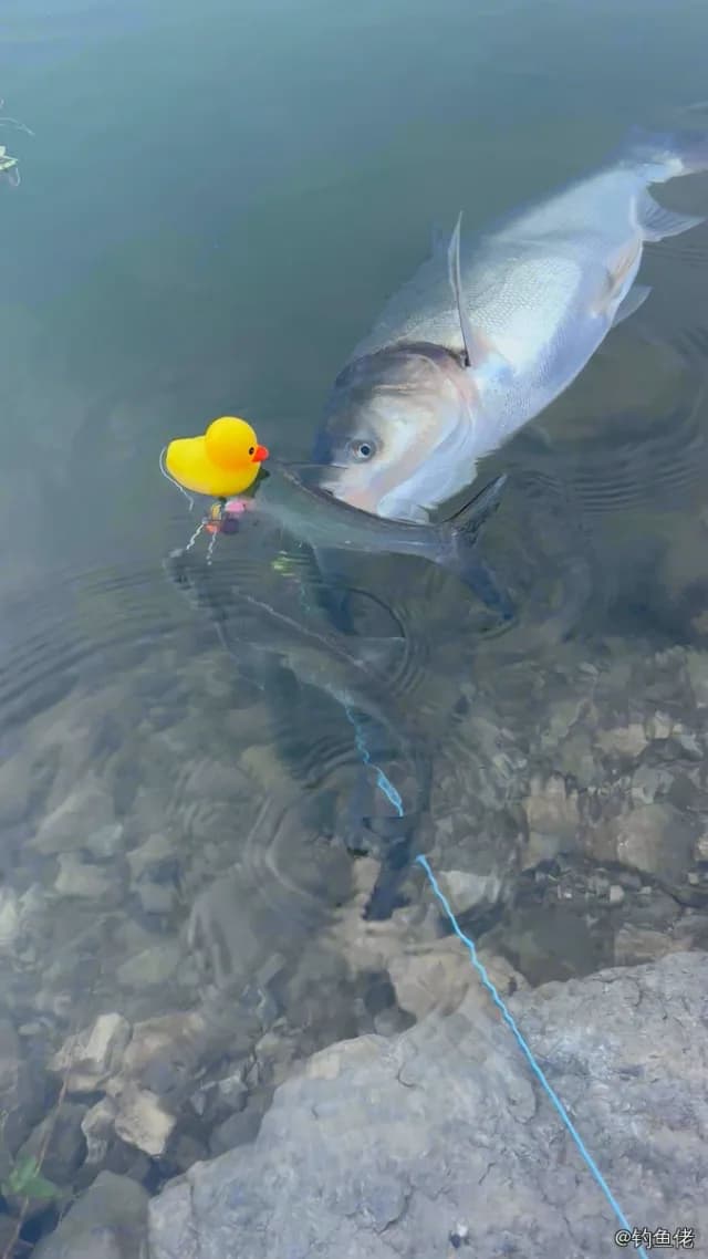 鲢鱼钓获 8kg