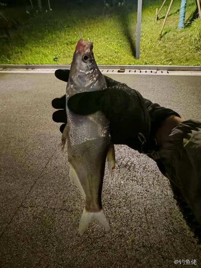 翘嘴鲌钓获 0.5kg