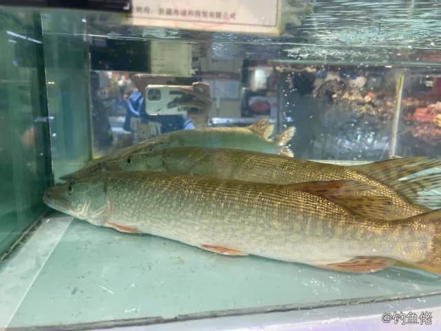 白斑狗鱼钓获 4.3kg