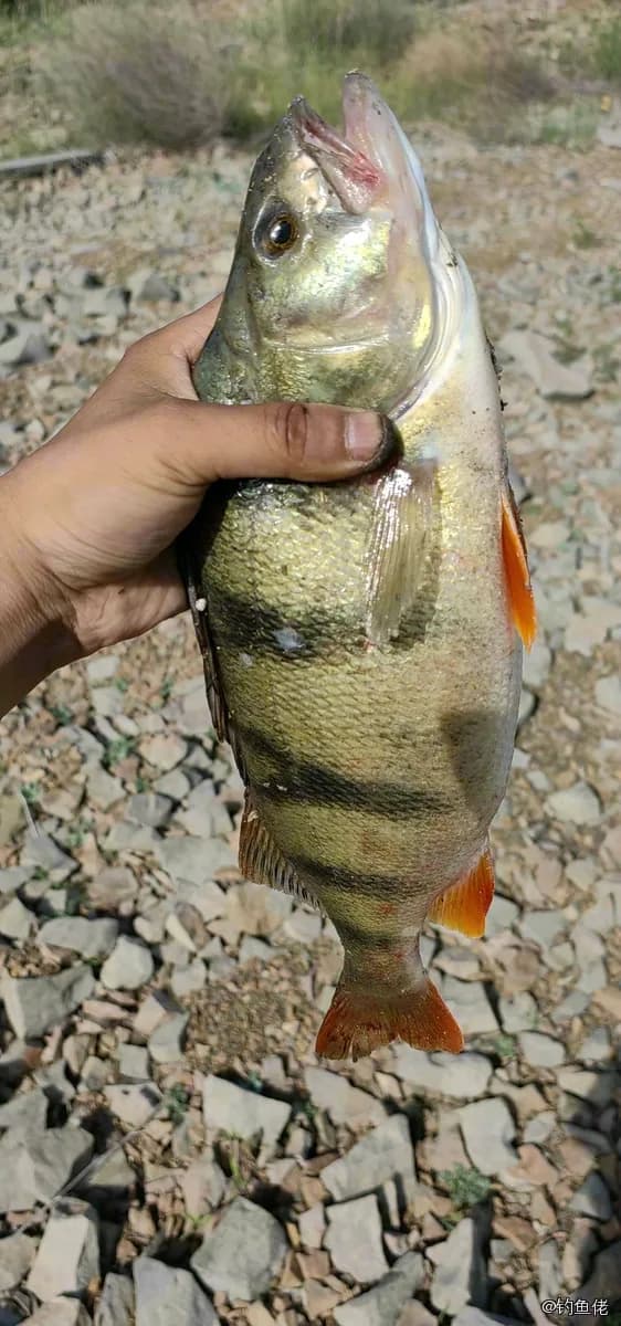 河鲈钓获 0.5kg