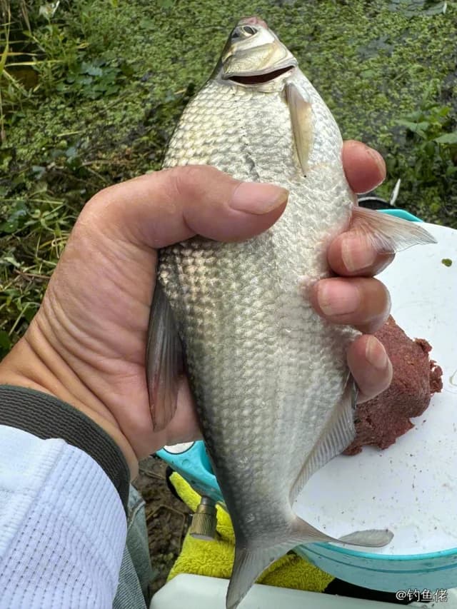 团头鲂钓获 0.4kg