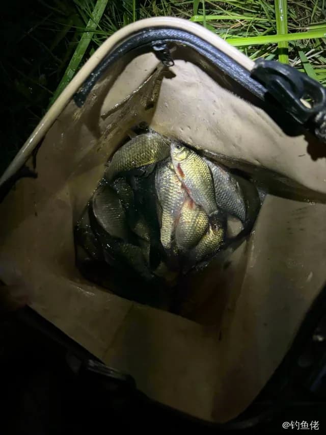 鲫鱼钓获 1.3kg