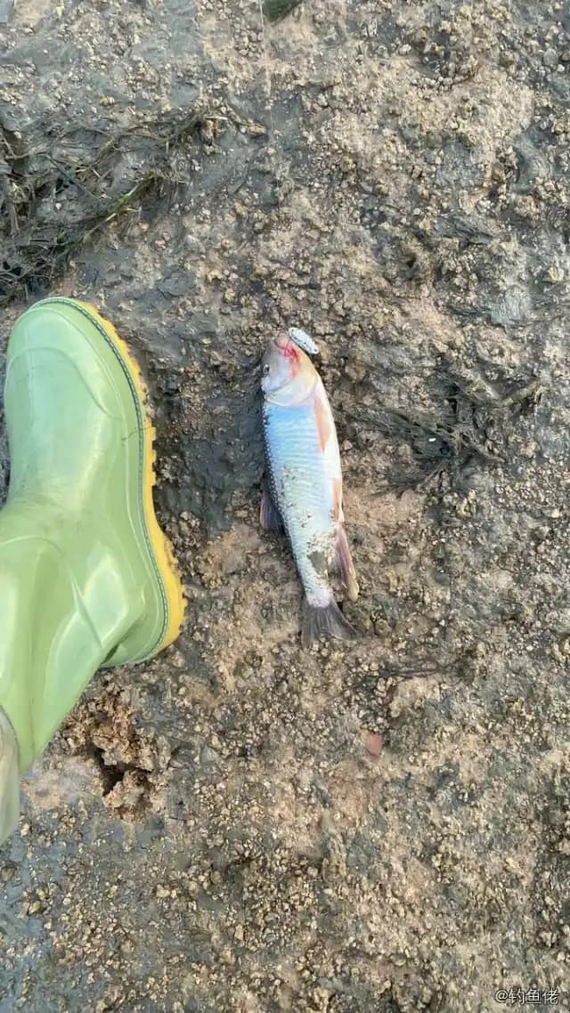 马口鱼钓获 0.01kg