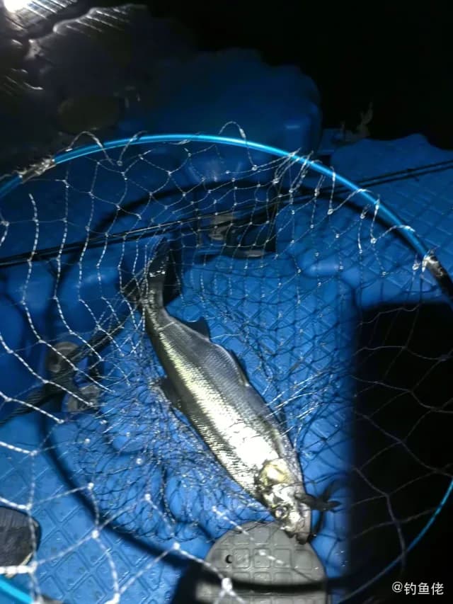 翘嘴鲌钓获 1.25kg