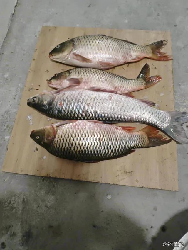 鲤鱼钓获 4kg