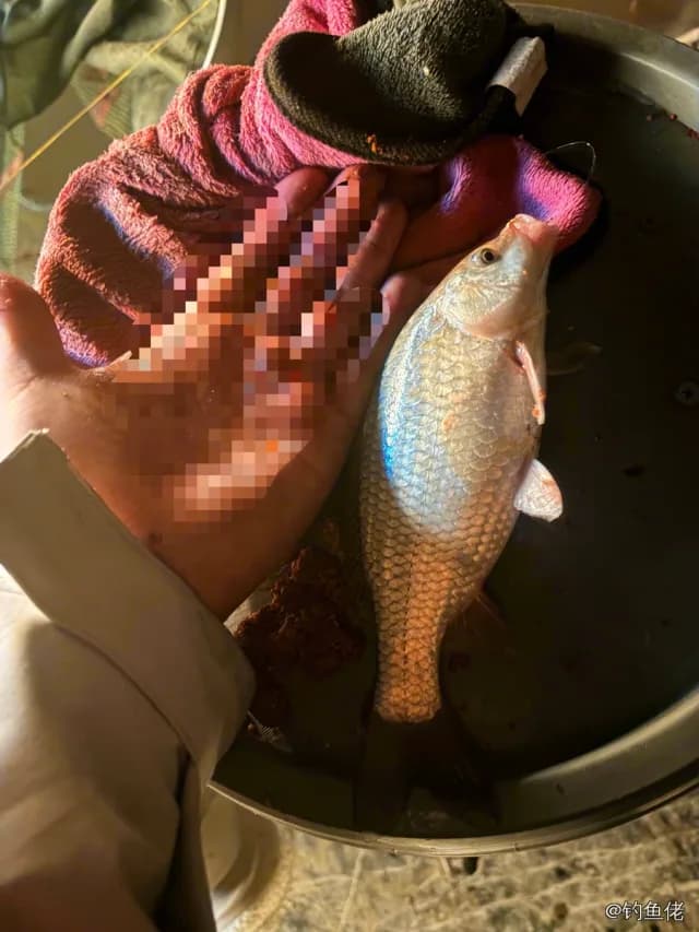 尖吻鲈钓获 6kg