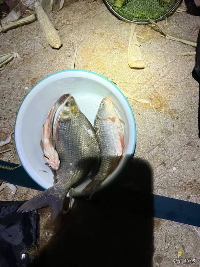 鲫鱼钓获 0.3kg