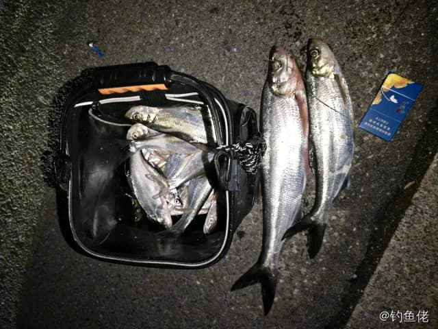 翘嘴鲌钓获 1kg