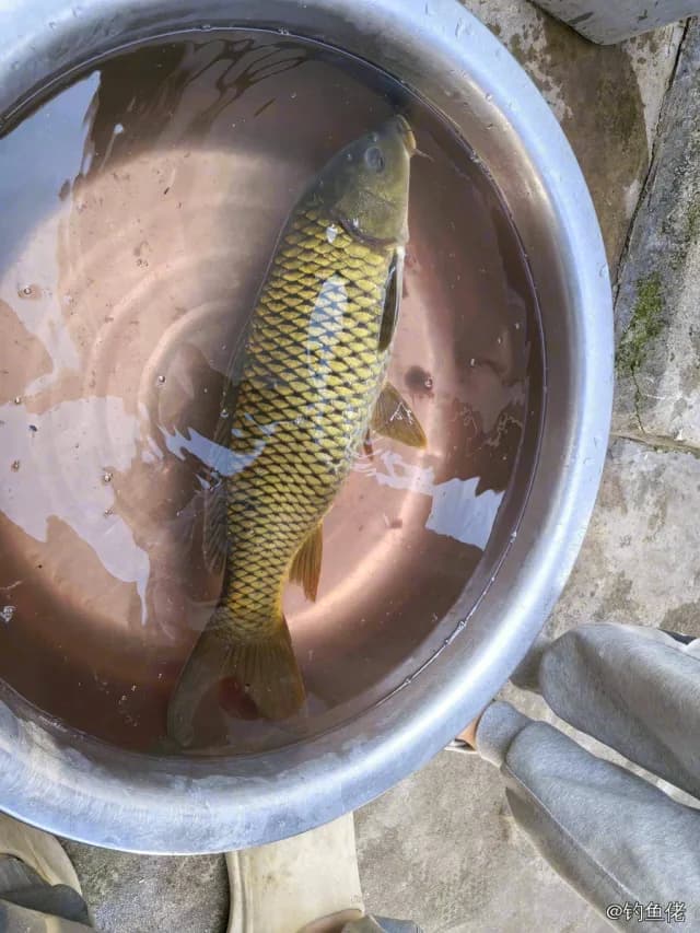 鲤鱼钓获 1.4kg