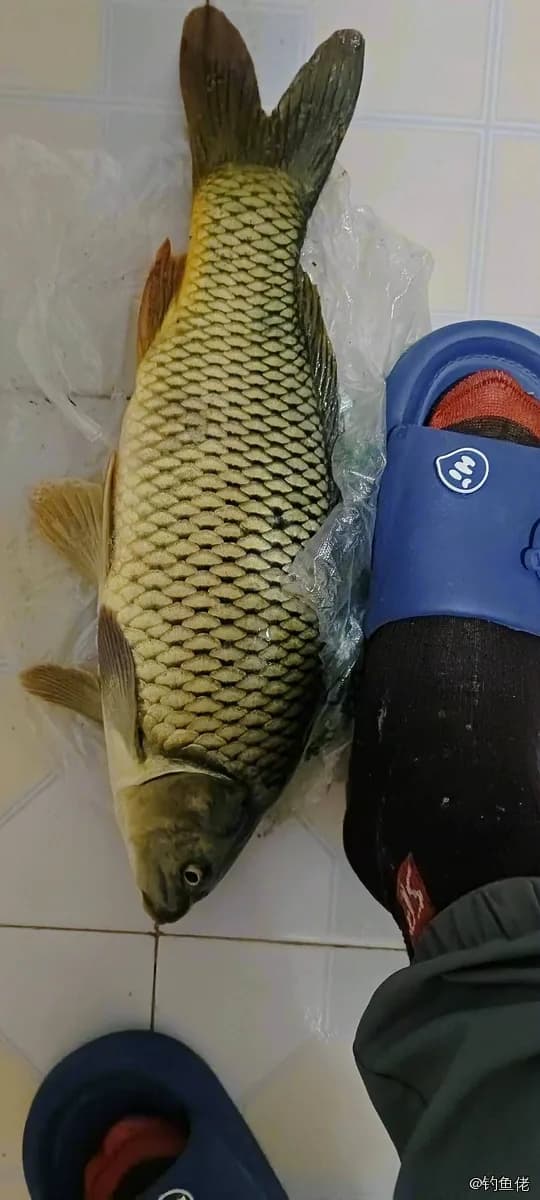 鲤鱼钓获 2kg