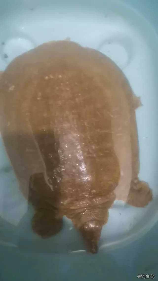 白条钓获 0.1kg