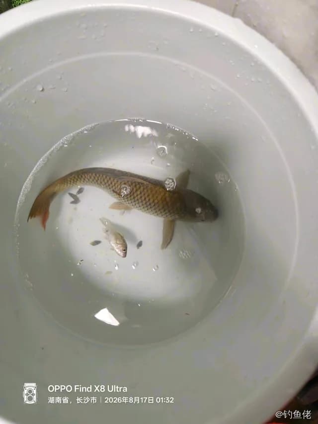 鲤鱼钓获 0.5kg