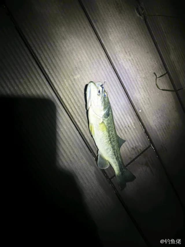 大口黑鲈钓获 0.3kg