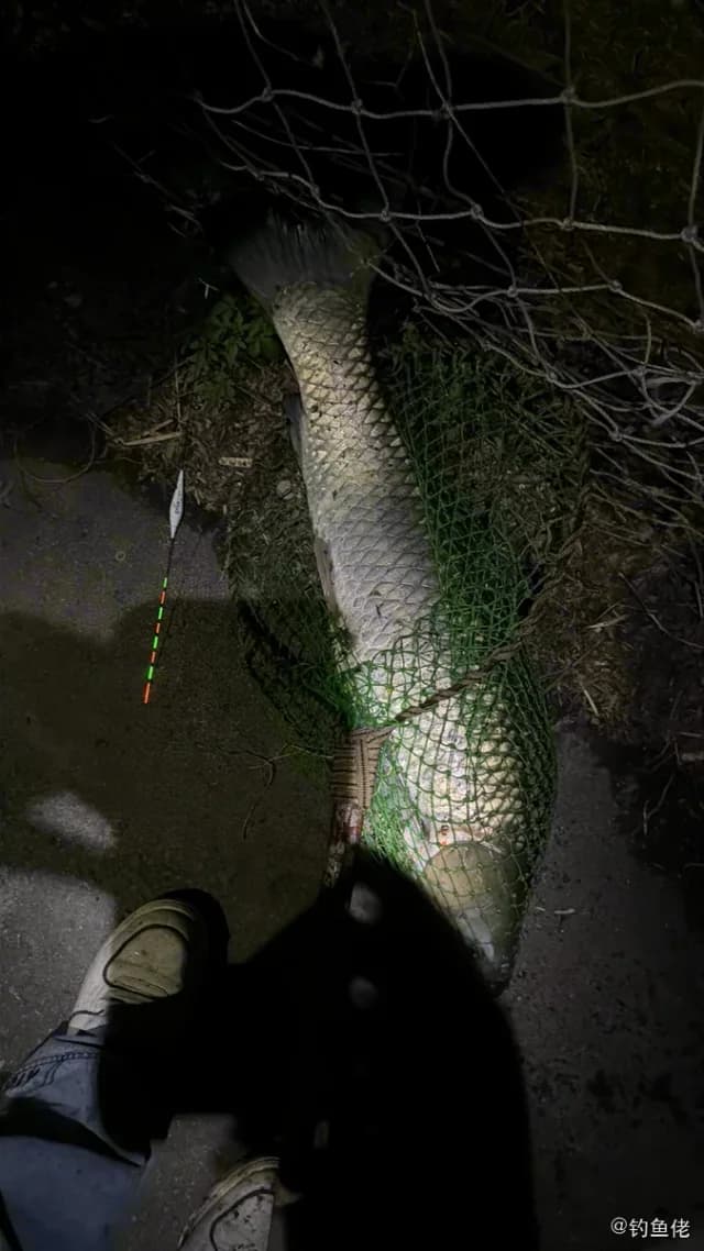 草鱼钓获 11.5kg