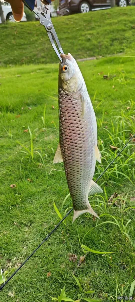 赤眼鳟钓获 0.5kg