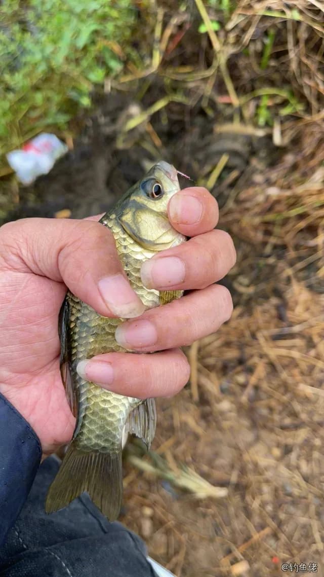 东方墨头鱼钓获 0.01kg