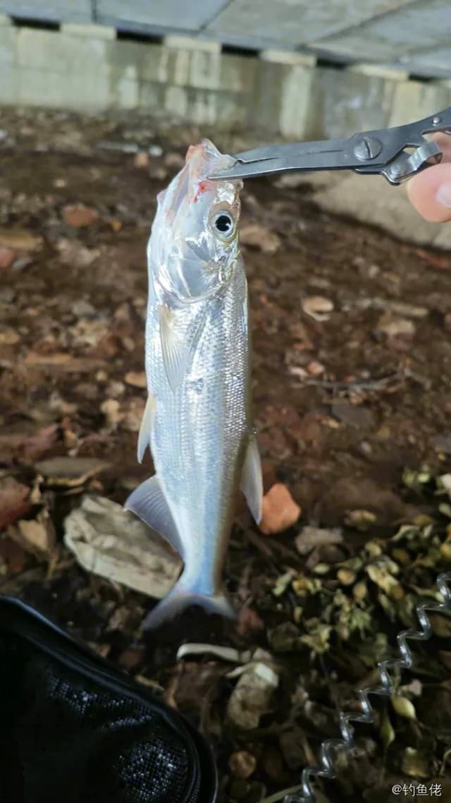 翘嘴鲌钓获 0.1kg