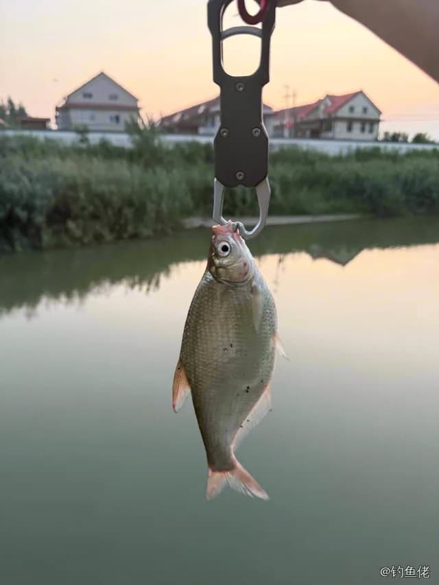鳊鱼钓获 0.5kg