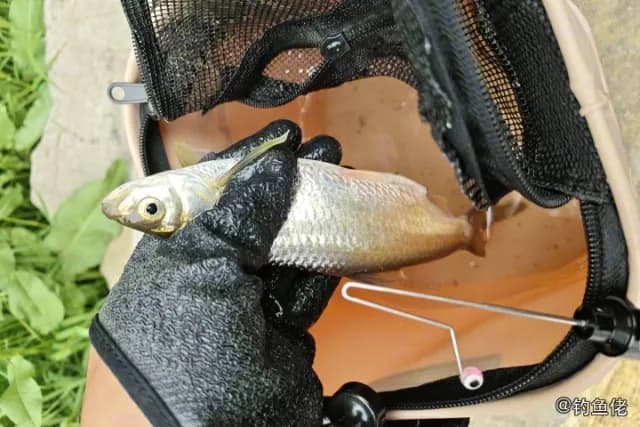 白条钓获 0.02kg
