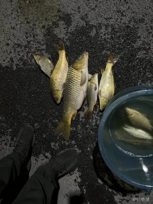 鲤鱼钓获 4kg