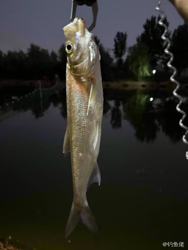 翘嘴鲌钓获 1kg
