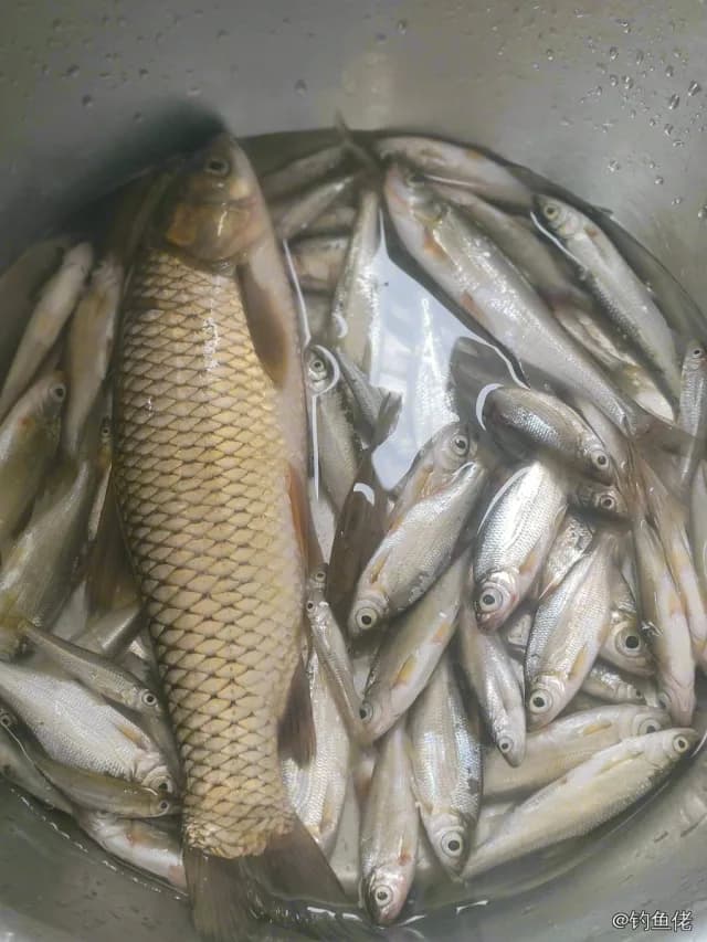 草鱼钓获 0.9kg