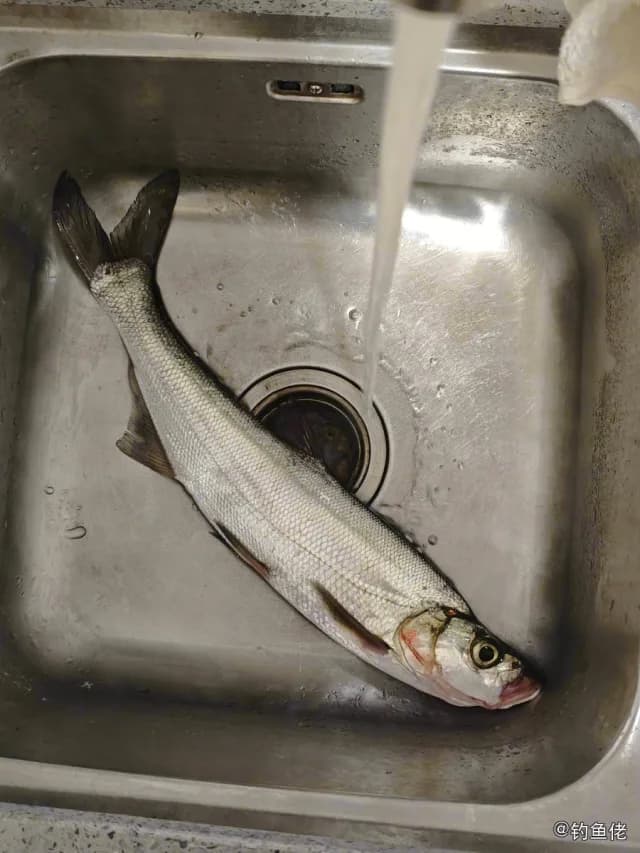 翘嘴鲌钓获 1kg