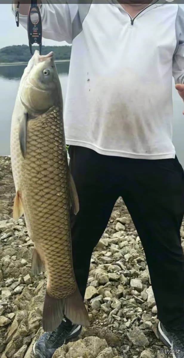 草鱼钓获 11.2kg