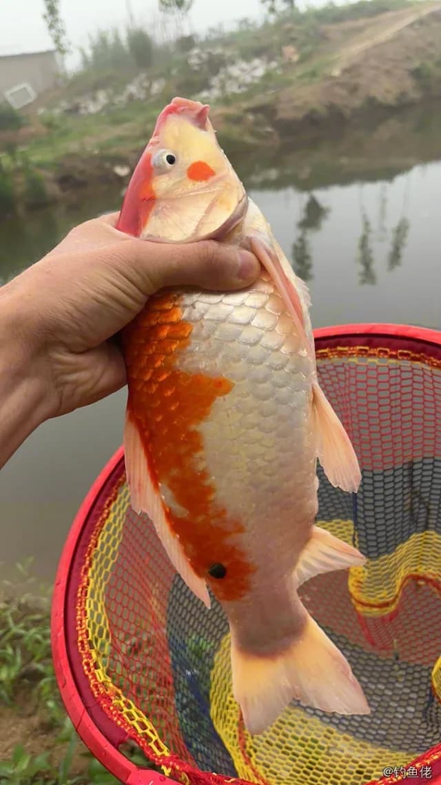 锦鲤钓获 4kg