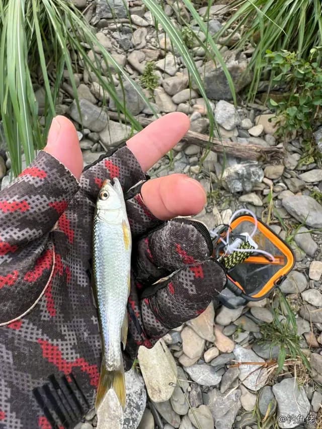 马口鱼钓获 0.01kg