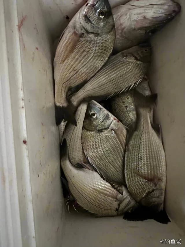 黑棘鲷钓获 0.3kg