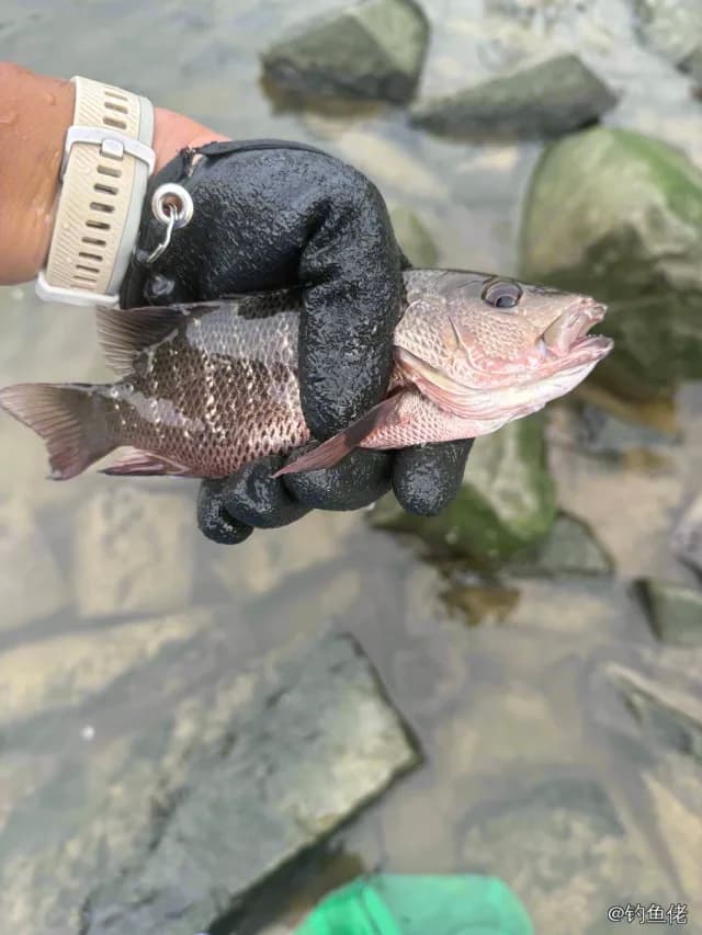 紫红笛鲷钓获 1kg