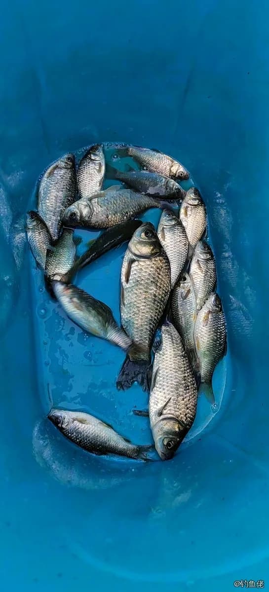 鲫鱼钓获 0.45kg