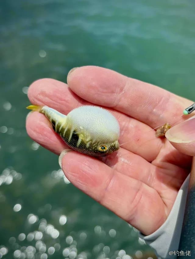 横纹多纪鲀钓获 0.05kg