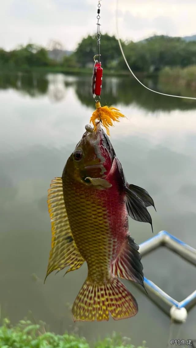 吉利非鲫钓获 0.2kg
